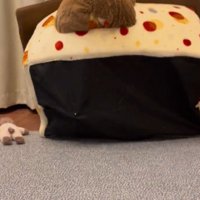 「おやつ」と聞いた文太くんの反応3