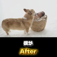 眠っている赤ちゃんに顔を寄せる犬