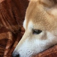 膝の上もいいけれど…