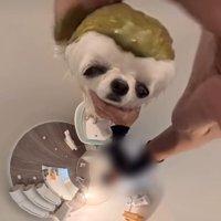 パックを塗られる犬