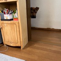 廊下から覗く犬