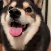 可愛いアピールするももちゃん