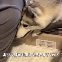 お世話を見守る犬