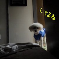 部屋の入り口から寝ている飼い主を見つめる白い犬