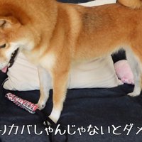 「カバさんじゃないと嫌…」としょんぼり
