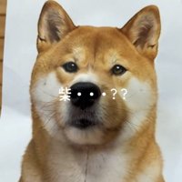 柴犬の顔に馴染む犬