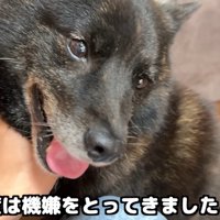 パパさんの機嫌をとる作戦