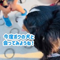 小学生に話しかけられる超大型犬