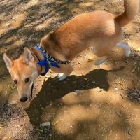 楽しそう！