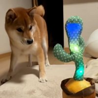 びっくりするテツくん