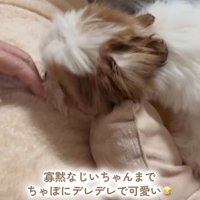 犬に手を伸ばす