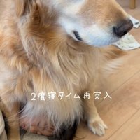 男の子にくっつかれたまま静かに座っている犬