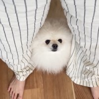 ハプニング発生時のポテチくんとレモンさん7