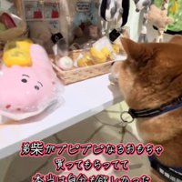 おもちゃを買ってほしいどんちゃん2