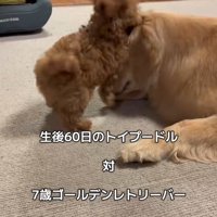 みるくちゃんと蘭ちゃん2