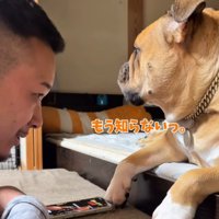 男性から視線を逸らす犬