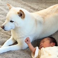 カーペットに寝転がる赤ちゃんに寄り添って座る白い犬