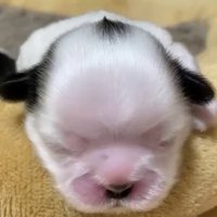 生まれて