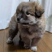 タヌキっぽくて可愛い♡