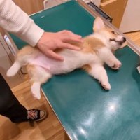 お腹が可愛いベンくん
