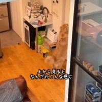 ドアを引っ掻く犬の後ろ姿