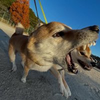 大きくお口を開けているいとちゃん