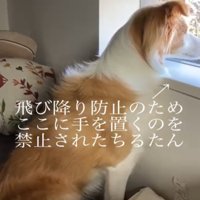 窓の外を見つめる犬1