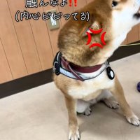 怒るごんちゃん