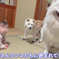 お姉ちゃん犬に囲まれて…