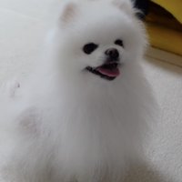 シャンプーをしてもらって毛並みがフワフワになった犬