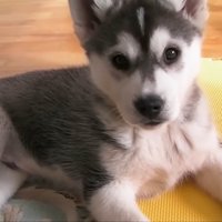 お迎え当時のはっちゃん