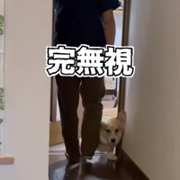 人の横を通り抜ける犬