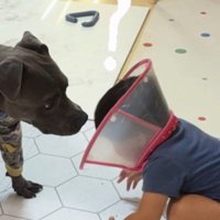 エリザベスカラーをつけるしおちゃん