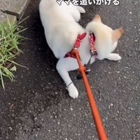 散歩をやめてママを追いかけることを要求する柴犬