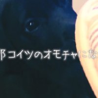 イタズラする子犬