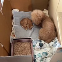 安心したように眠る子猫