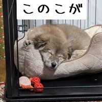 お迎えした頃の寝顔
