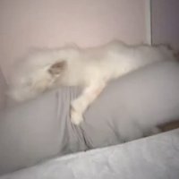 抱き枕を抱え込む犬