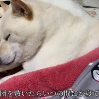 柴犬『はる』ちゃん