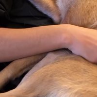 ご夫婦の愛犬であるアキちゃん