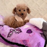 考えるくぅちゃん