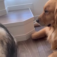 ゴールデンレトリバーから少し離れてくつろぐハスキー犬