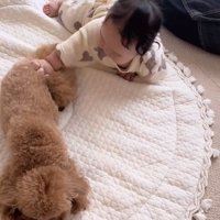 りのちゃんに触りたい赤ちゃん
