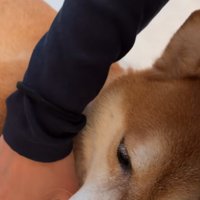 撫でてもらう柴犬
