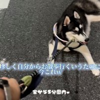 道路に伏せて動かない犬をリードで引っ張る人