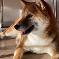 お散歩後はご機嫌に♪