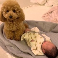 投稿主さんを見るりのちゃん