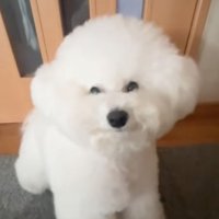 カメラ目線の犬