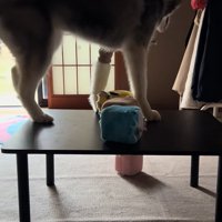 テーブルの高さに気付いた大型犬