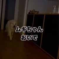 「おいで」と声をかけるパパさん